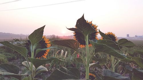 Close-up of plants growing on field against sky during sunset