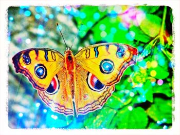 Close-up of butterfly on leaf