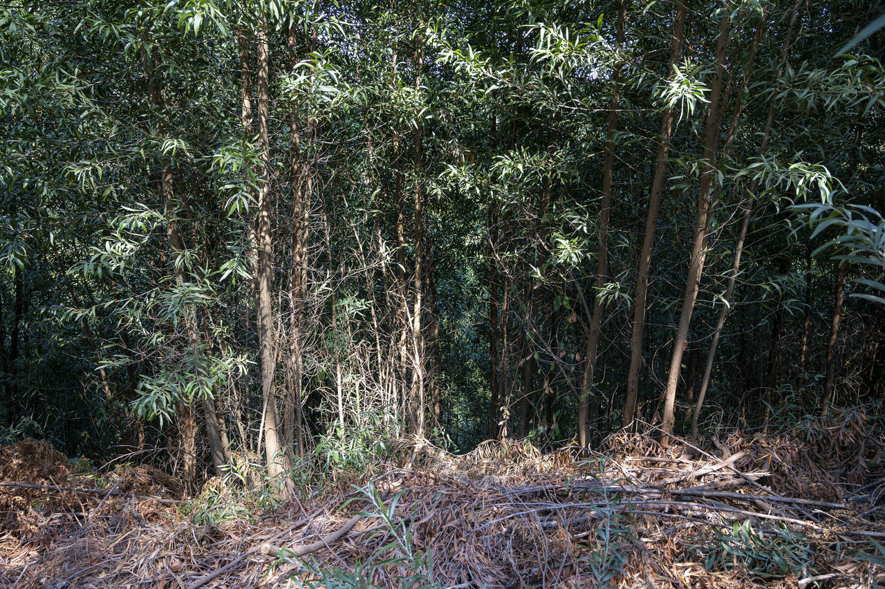 VIEW OF TREES AT FOREST