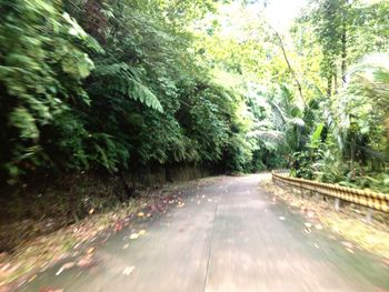 Road passing through forest