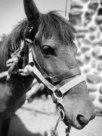 Close-up portrait of a horse in ranch
