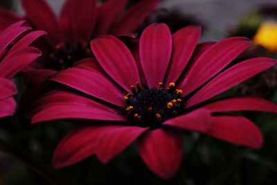 Close-up of pink flower blooming outdoors