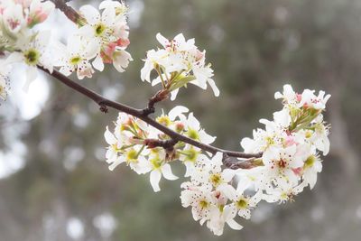 Close-up of white flowers blooming on tree