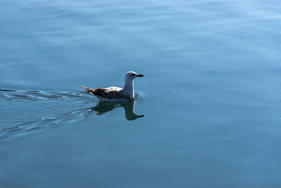 One single seagull swimming right direction on the sea