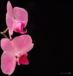 Close-up of pink orchid against black background