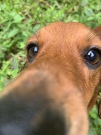 Close-up of a dog