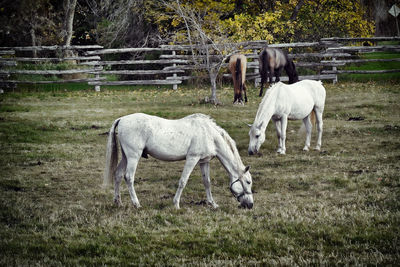 Horse grazing in a field