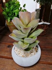 High angle view of succulent plant on table
