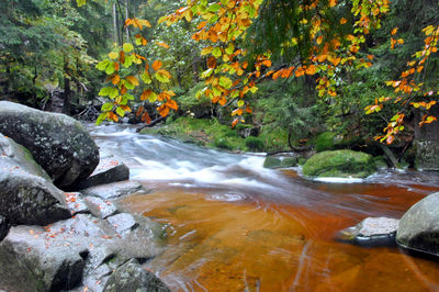Stream amidst trees during autumn