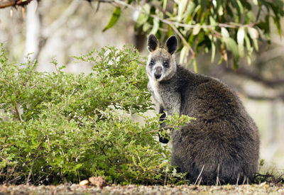 Wild australian native wallaby in the grampians region of victoria