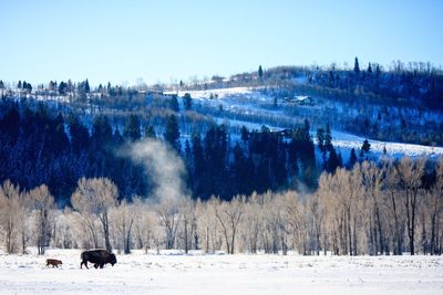 Panoramic view of people on snow covered land