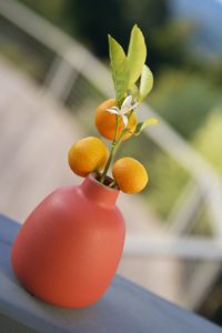 Tilt shot of citrus fruits in vase