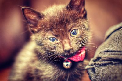 Close-up portrait of kitten