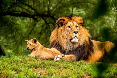 A beautifull lion with his cub.