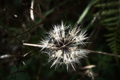 Close-up of dandelion