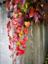 Close-up of red leaves on plant