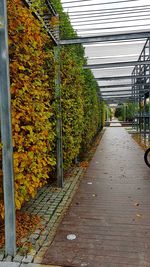 Street amidst trees during autumn