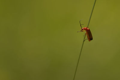 Close-up of insect