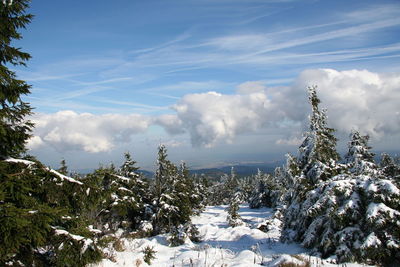 Snow covered plants against sky