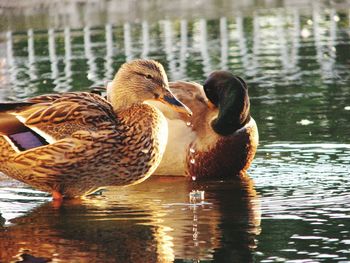 Close-up of mallard ducks swimming in lake