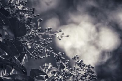 Low angle view of tree against blurred background