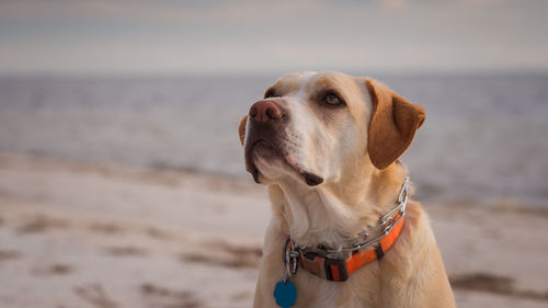 Close-up of dog on beach against sky