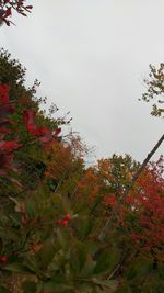 Low angle view of trees against clear sky