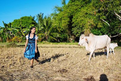 Woman with cows walking on agricultural field