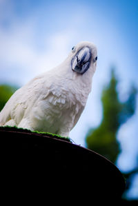 Close-up of a bird