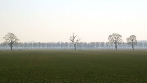 Trees on field against clear sky