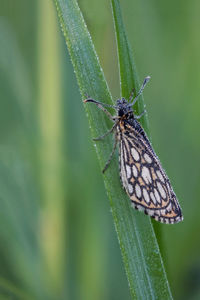 Misty butterfly large chequered skipper heteropterus morpheus on a leaf in an early morning