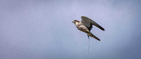 Low angle view of eagle flying in sky