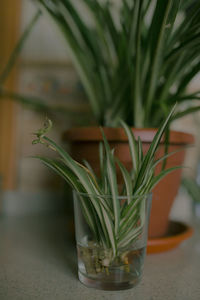 Close-up of potted plant on table