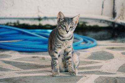 Portrait of cat sitting on footpath