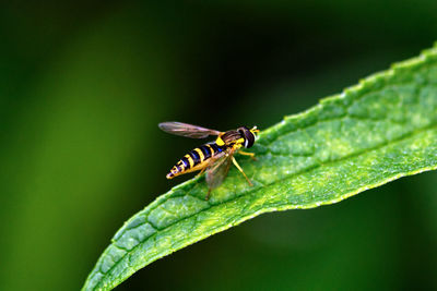 Close-up of insect on leaf