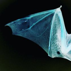 Close-up of leaf against black background