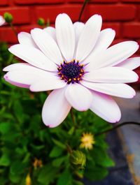 Close-up of pink flower