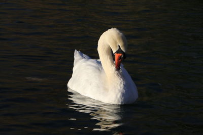 Swan floating on lake
