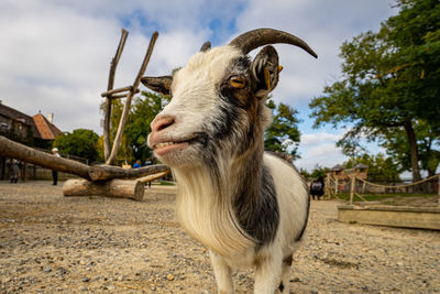 Goat standing in a field