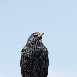 Low angle view of bird perching against clear sky