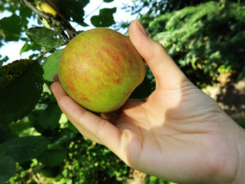 Close-up of hand holding fruits