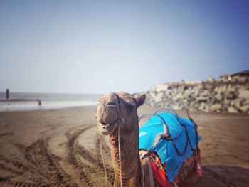 View of horse on beach