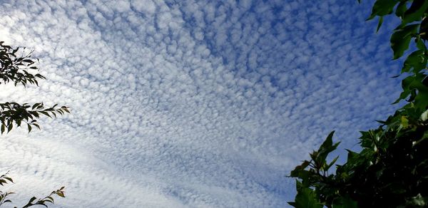 Low angle view of tree against sky