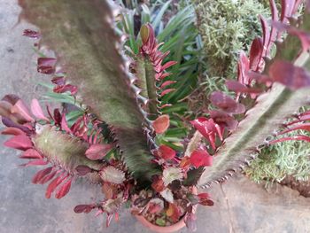 Close-up of cactus plant