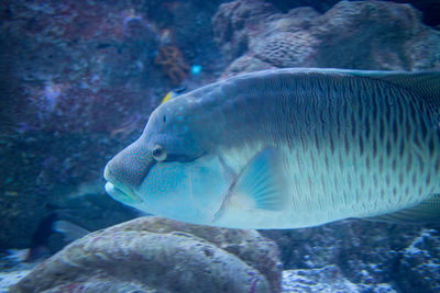 Close-up of fish swimming in sea