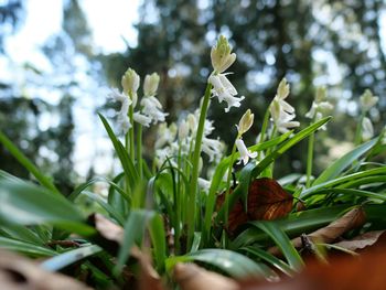 Close-up of flowering plants on field