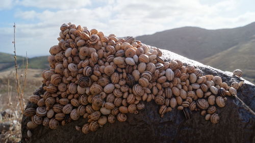 Madeira land snails clustered together on cactus plants to avoid sun heat textured nature background