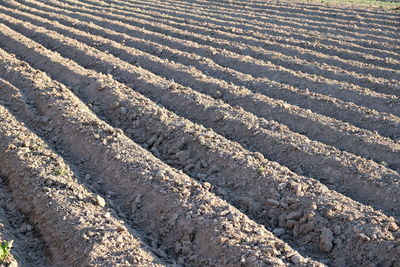 Full frame shot of agricultural field