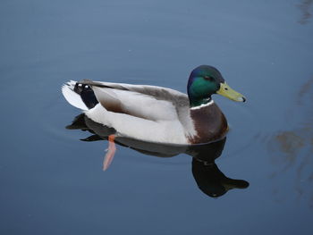 High angle view of duck swimming on lake