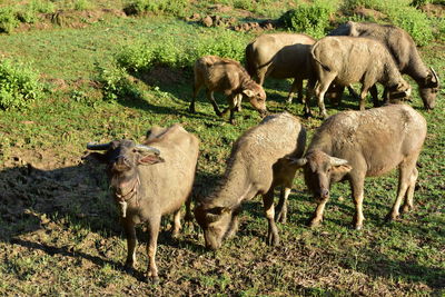 Buffalo in farm